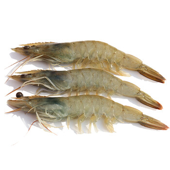 青岛大虾鲜活新鲜冷冻基围虾野生对虾冰鲜海虾活虾海鲜水产 500g_现价