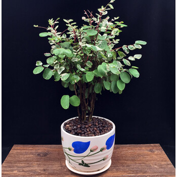 雪花木白雪树小盆栽室内办公室阳台盆景净化空气美观花卉绿植庇荫