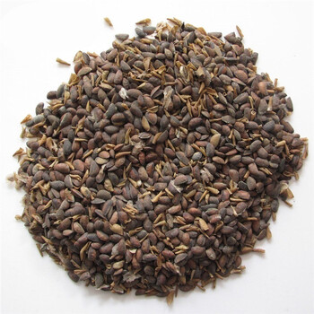 帅轩 黄柏种子 新采中草药种子 药材种子 新采种子 新采种子 100克