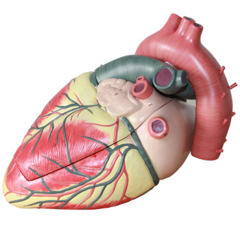 海医HeyModel 全医人体心脏模型 放大 可拆卸 带数字 心内科彩超科心血管科 放大五倍心脏02707