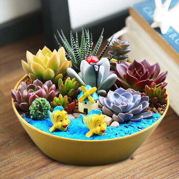 多肉植物组合盆栽含盆带土套餐新手diy大颗萌肉肉植物微景观 梦幻总