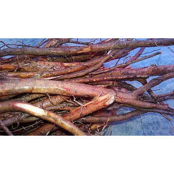 苏之卉 自然生长荔枝树根 新鲜现挖荔枝根 中药材500g