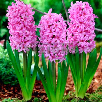 风信子种球套装秋冬室内花卉种植可水培土培易养护安娜丽莎 图片价格品牌报价 京东