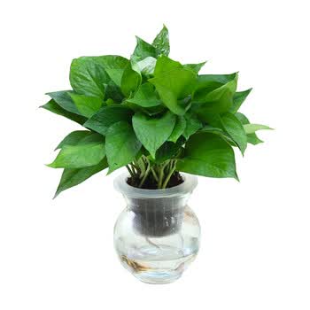 花七休 水培系列—绿萝 透明玻璃花盆 水培绿植花卉盆栽 室内居家桌面