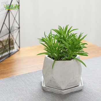 爱优尚 欢乐豆盆栽绿植室内桌面办公室净化空气吸甲醛植物花卉 欢乐豆