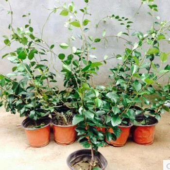 醉花春爬藤植物风车茉莉银丝茉莉四季常青开花芳香四年苗 图片价格品牌报价 京东