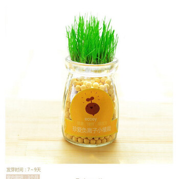 水培盆栽 桌面微景观植物 迷你小盆栽 晴思草