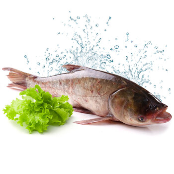 查干湖冬捕胖头鱼 有机新鲜野生胖头鱼 3~4斤 2条_ 2折现价查干湖冬捕