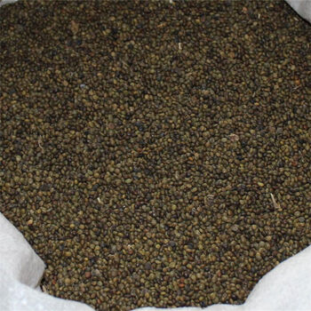 甘草种子中药材种子盆栽庭院绿植种子 100g