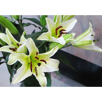 进口香水百合种球带芽四季绿植盆栽花卉种子室内外阳台花苗大种球 淡