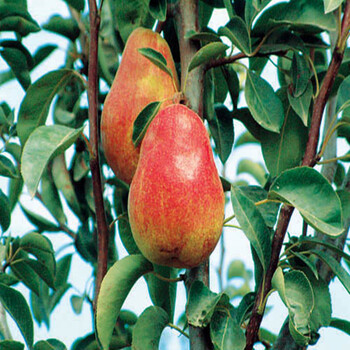 栽 嫁接苗 南方北方种植 梨树树苗 当年结果 果树苗 绿植花卉 红巴梨