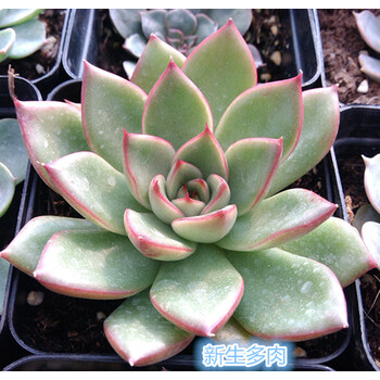 盆栽多肉植物红箭 多肉冬云盆栽花卉肉肉植物办公室绿植花卉园艺 绿色