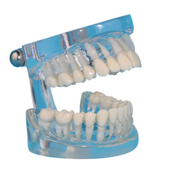 海医HeyModel 透明牙齿模型 牙根模型 成人标准牙模型牙列模型 口腔教学模型教学 透明03123