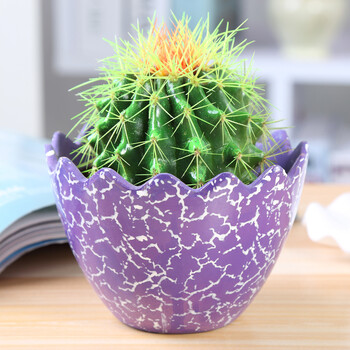 多肉植物盆栽花卉防辐射办公室桌面小绿植 紫色蛋壳金虎仙人球 含盆