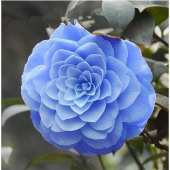 茶花苗 山茶花苗盆栽地栽四季开花绿植花卉庭院玫瑰牡丹 芙蓉 十年苗