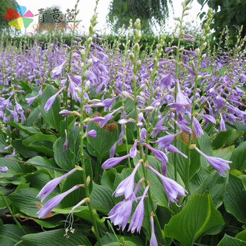 青意萱玉簪花 玉簪花苗 玉簪苗盆栽植物 白玉簪 白色玉簪紫色玉簪 图片价格品牌报价 京东