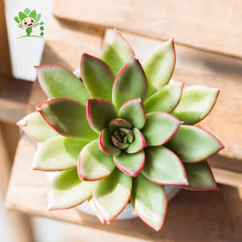 多肉植物盆栽 裸根不带土 肉肉植物 创意礼物 不含盆 一元多肉 红箭