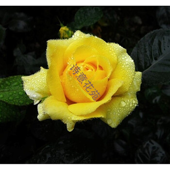 月季花 大花月季 盆栽 月季玫瑰花苗 金徽章3年苗 不含盆