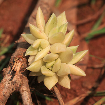qtex表丽娜群 银冬云群 4cm 多肉盆栽肉肉植物办公室花卉 怒拿多肉