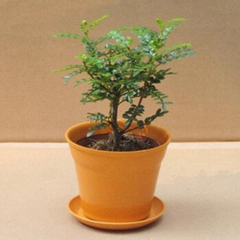 清香木 室内花卉盆栽室内 清香木花苗 绿植盆栽 淡香 不含盆 小苗