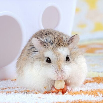 易萌 宠物仓鼠三线银狐布丁奶牛熊金丝熊眼圈熊长毛虎纹熊活体鼠 三线