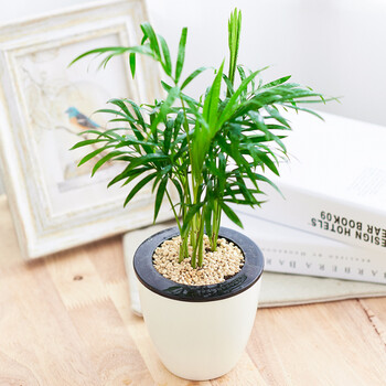 颢天 金钻盆栽绿植室内花卉水培植物小盆景带盆栽好 袖珍椰子 带盆栽