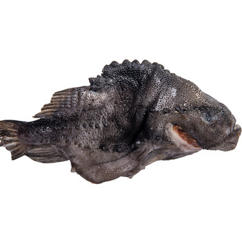 海参斑鱼 冰岛 海参斑 野生海捕 新鲜冷冻 顺丰 3条_ 7折现价海参斑鱼