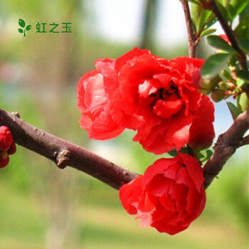 花卉木本海棠花苗盆栽盆景垂丝海棠四季开花大苗室内外绿植物花卉观花庭院阳台冬红3年苗 图片价格品牌报价 京东