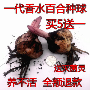 周金祥进口香水百合种球大球带芽种球重瓣四季花卉植物室内盆栽多年生 薇薇安娜 12+