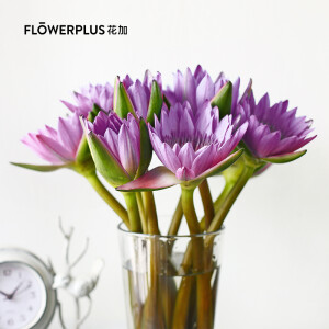 FLOWERPLUS 花加 睡莲 鲜花速递 10支 （含花瓶）