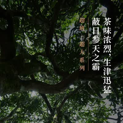 年迹 超班 老班章古树茶 24克（8克*3)