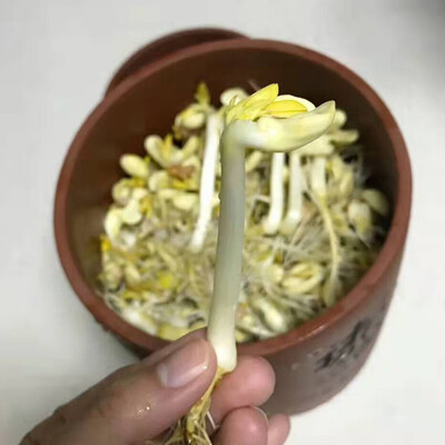 田园梦豆芽机加热款紫砂豆芽罐怎么样（田园梦豆芽机加热款紫砂豆芽罐评测说真相）-图片3