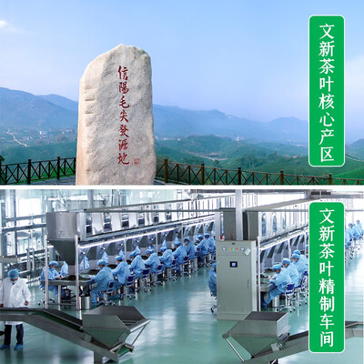 文新绿茶信阳毛尖100g特级是否值得入手（文新茶叶质量怎么样）