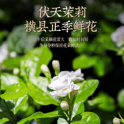 一杯香茉莉花茶250g特级浓香靠谱吗,揭秘内幕（一杯香茉莉花茶怎么样）-图片3