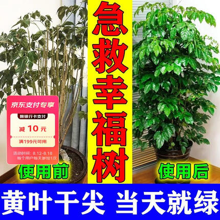 怡家彤乐幸福树专用营养液防黄叶枯叶掉叶烂根药幸福树盆栽除甲醛专用肥料 1瓶【幸福树】