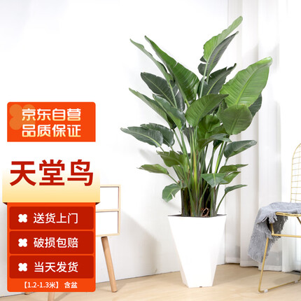 墨一天堂鸟盆栽大棵绿植花卉室内客厅大型 天堂鸟1.2-1.3m含盆 