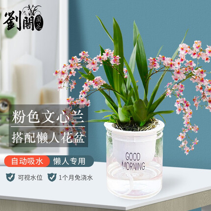 劉閣蘭花5色可选 水培文心兰带懒人盆发货石斛兰带花苞奶油香水味室内花卉 文心兰粉色多苗带4支花带大白盆