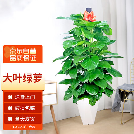 墨一绿萝柱盆栽大棵绿植花卉室内客厅大型绿植 绿萝柱1.2-1.4m含盆