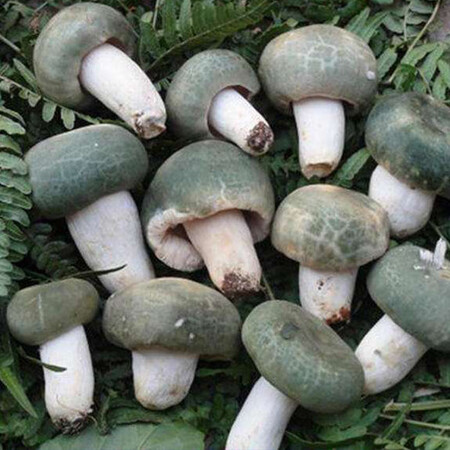 食怀新鲜青头菌 野生菌 绿豆菌青冈菌绿蘑菇云南绿头花脸菇青堂.