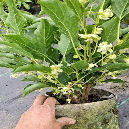 伊赛软枣猕猴桃带果原盆原土发货 伊赛自花授粉【带果】原盆原土.