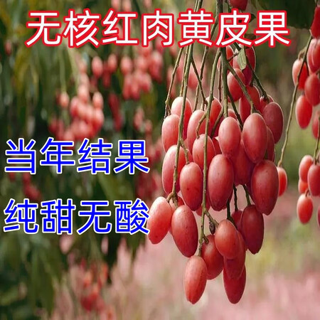 新品种红肉无核黄皮果树苗当年结果抗寒耐旱嫁接黄皮果苗盆栽地栽 红肉无核黄皮果 1年苗(带土带叶)【图片 价格 品牌 报价】-京东