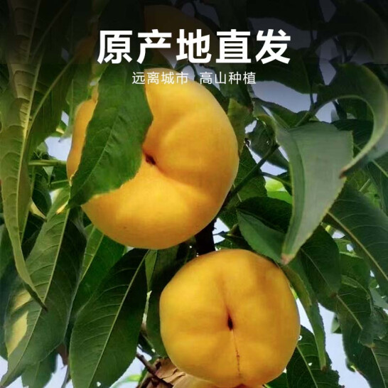 京东自有品牌，惠寻 蒙阴黄金毛蟠桃 净重4.5斤（大果150g+）