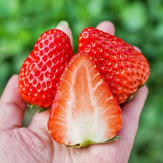 京鲜生 奶油草莓（单果约15g ）700g