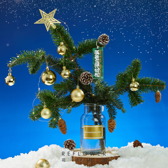 花点时间 圣诞节诺贝松切枝2枝 赠含花瓶+DIY装饰物+装饰灯串