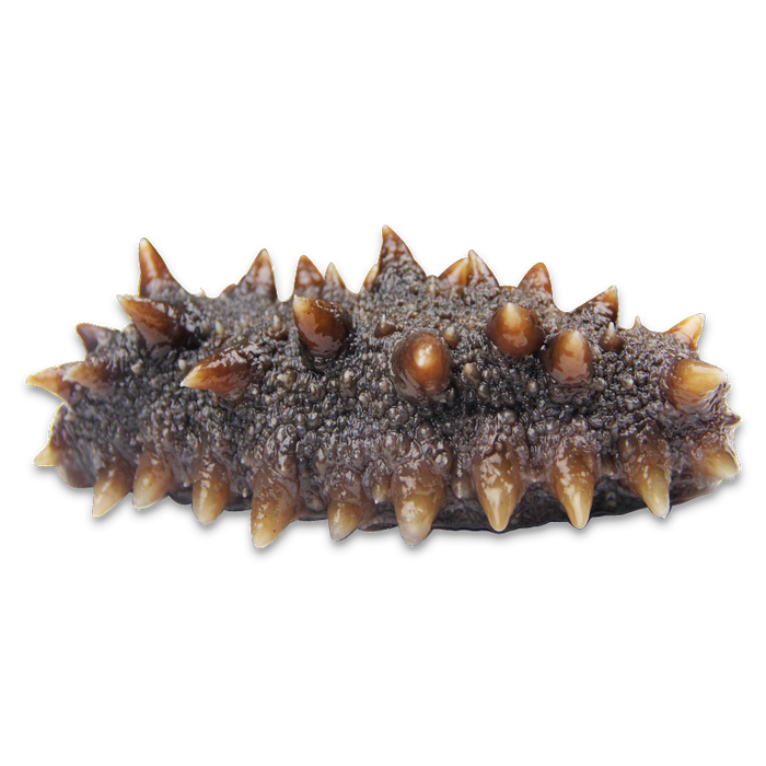 2025年海参十大品牌排行榜揭晓：这10款肉质厚，营养高超滋补