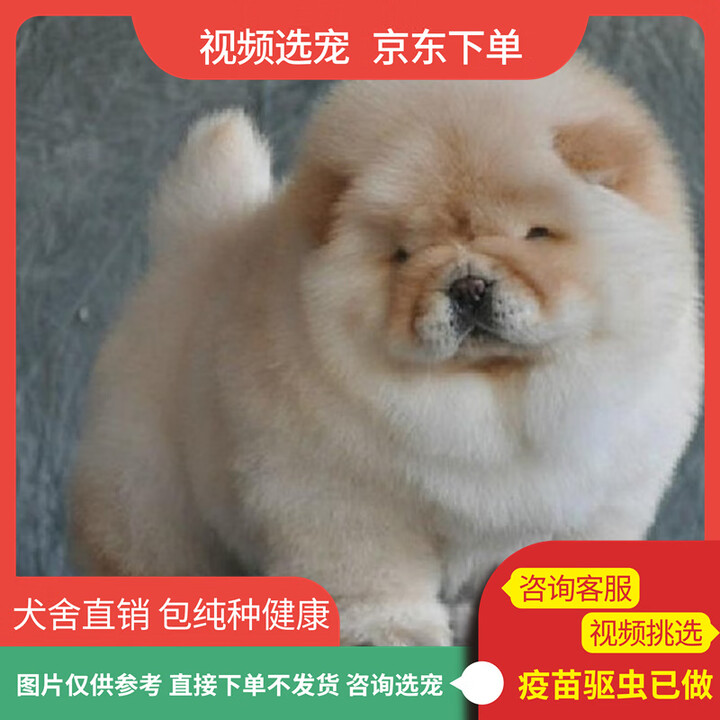 伊宠活体宠物松狮幼犬蓝舌头大骨架狗狗狮子狗幼崽 宠物级 AAA级 公【图片 价格 品牌 报价】-京东