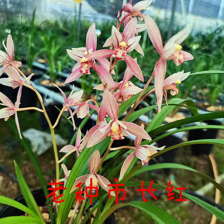 老种市长红 7苗连体不带花苞