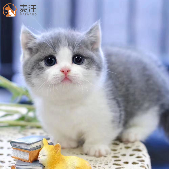绿柒号英国短毛猫活体猫咪蓝白矮脚曼基康正八脸折耳猫蓝白猫咪活体