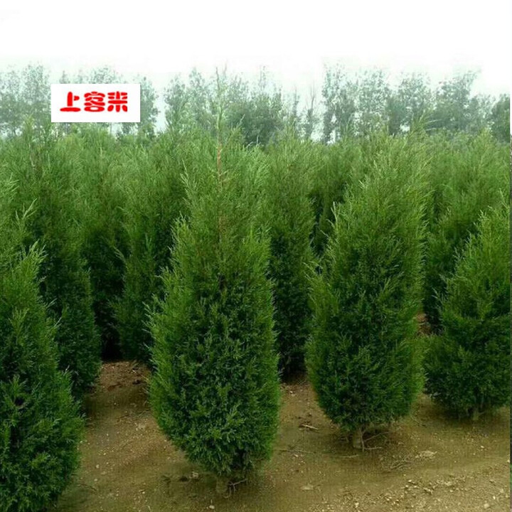 上客来绿化苗木直销蜀桧塔柏桧柏松柏塔柏苗扫墓墓地松树四季常青松树 1.2米高 常规苗【图片 价格 品牌 报价】-京东