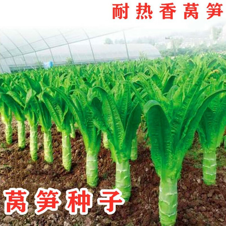 莴笋种子莴苣种籽耐热抗高温尖叶香窝笋春夏季秋季蔬菜种子大全 青皮莴笋种子【2包 约600粒】【图片 价格 品牌 报价】-京东